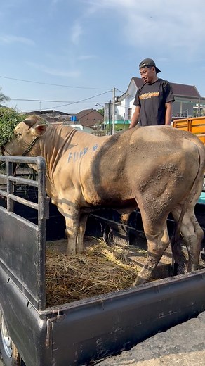 18K views · 114 reactions | Sapi raksasa #sapi #cow #bull | Revan Dolan Kandang | Facebook