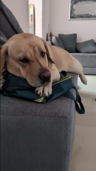Upset Labrador Gives Owner The Silent Treatment || ViralHog