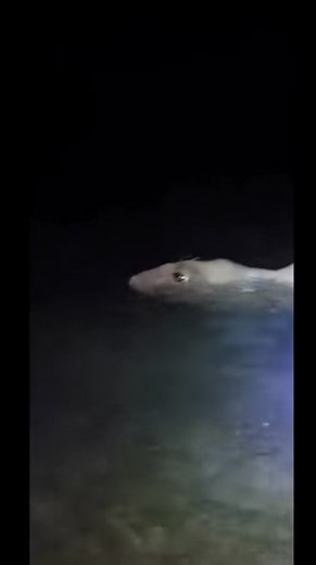 "Adorable Loch Ness Creature Spotted: Cutest Cryptid Ever!" -Prepare t... | lochness monster