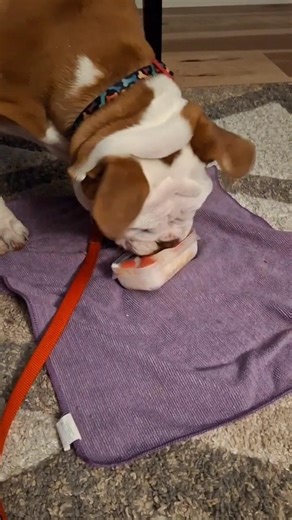 Food Lover #Olde English #dog #happy #healthy #healthylifestyle