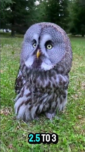 "The LARGEST Owl on Earth That Hunts Day and Night!#GreatGreyOwl #LargestOwl #BirdsOfPrey #Wildlife