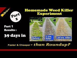 Homemade Weed Killer Experiment P.2