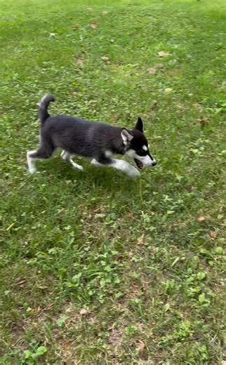 Alaskan Malamute puppy for sale
