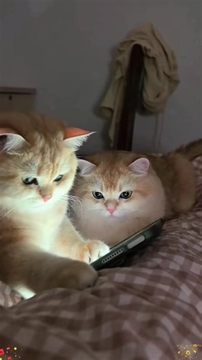 Cat's Hilarious Reaction to Watching TV