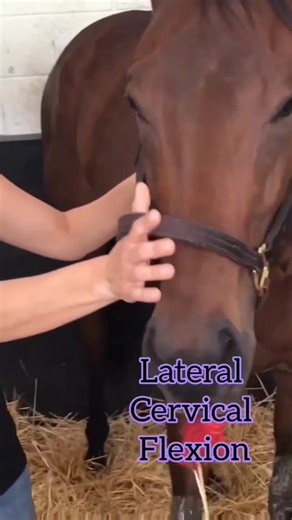 10K views · 101 reactions | Practicing the Masterson Method techniques is a key part of our courses, horses release tensions and our students learn and smile! #mastersonmethod #horsebodywork #mastersoneducation #mastersontechniques #equinebodywork #elevatinghorsecare #equestrian #releasingtension | The Masterson Method, Integrated Equine Performance Bodywork | Facebook