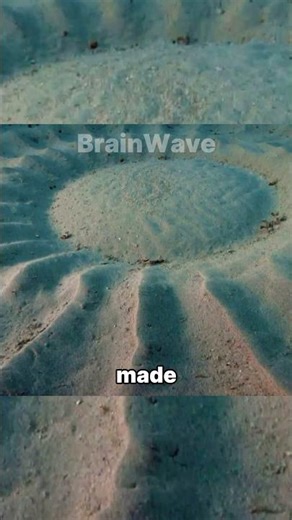 This Fish Draws Perfect Circles