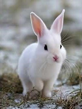 Tiny Rabbit Running on Snow Is Pure Cuteness #cinematicshorts