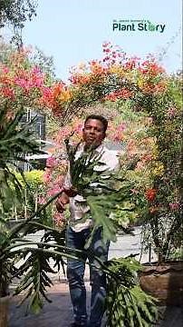 The King of the Garden: Philodendron selloum👑🪴