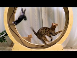 Kitten's first meeting with Exercise WheelㅣDino cat