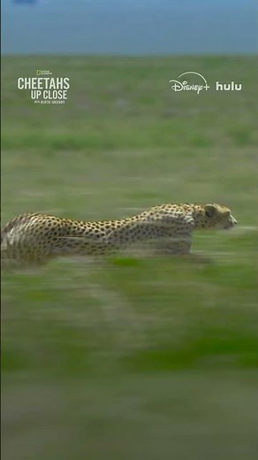 To catch prey, cheetahs have to get every part of the hunt right. #CheetahsUpClose
