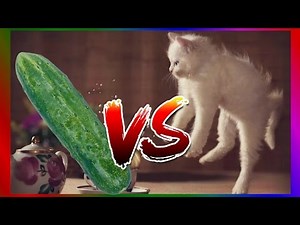 ESSAYER DE NE PAS RIRE SPECIAL CHAT - CHAT VS CONCOMBRE - QUI VAS GAGNER ?