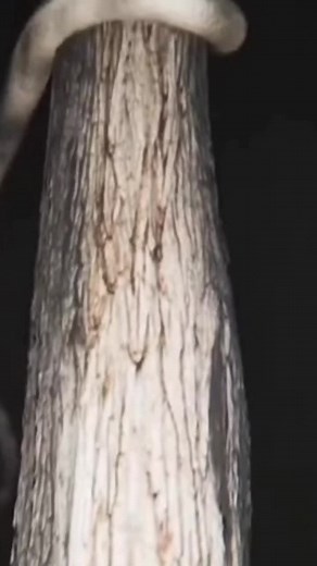 Exploring Cursed Horse Animation by Trevor Henderson