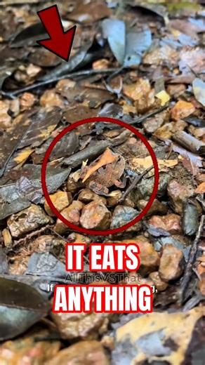 The Pacman Frog: Tiny Body, HUGE Appetite! 🍽️😳🐸 #animalshorts