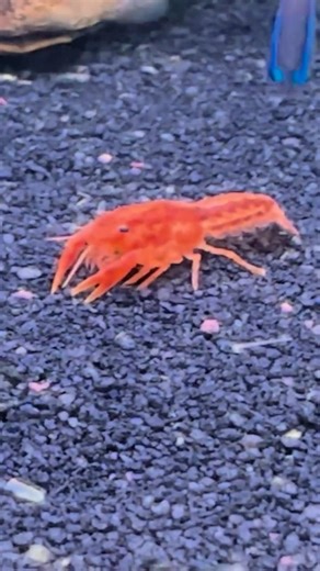 HOLA! My Dwarf Mexican Crayfish #aquarium #fishtank #tropicalfish #cincodemayo