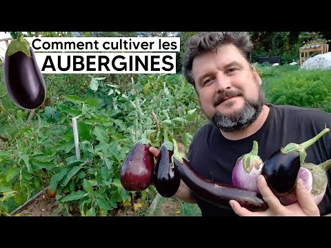 How to grow eggplants 🍆