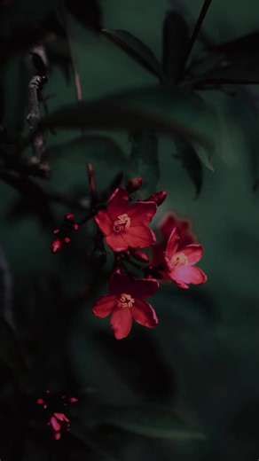 Explore Bali Music with CapCut: Unforgettable Sounds