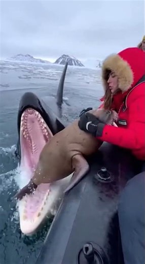 Walrus Escapes an Orca and Gets Rescued by a Woman on a Boat