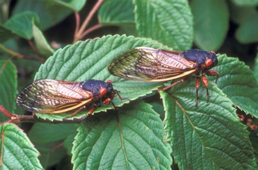 Here's a map of all the upcoming cicada emergences (it goes to 2029) - The Weather Network