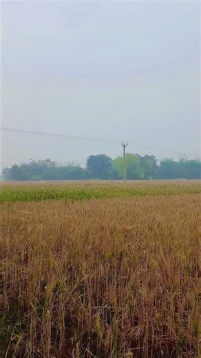 🌧️ हे बारिश इस बार तो मत आना 🙏👨‍🌾 किसानों की बनी बनाई मेहनत 🌾 खेतों में पड़ी है #farming #kishan #🔥