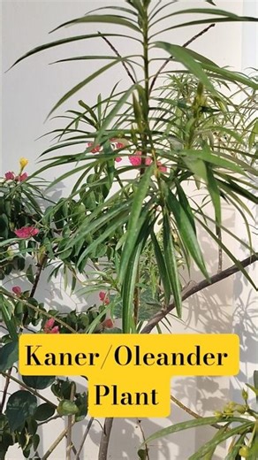 Kaner Plant ,Yellow Oleander Plant,How to Propogate Oleander #garden #yt #shorts #oleander