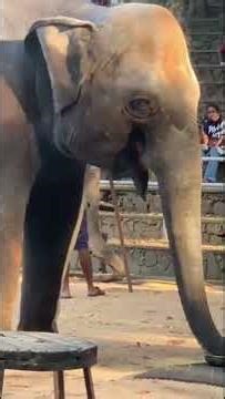 Wild brown elephant 🐘 March 11, 2026