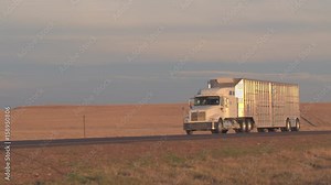 CLOSE UP: Freight cattle container semi truck transporting live animals driving along the scenic country highway across vast prairie Great Plains on sunny golden light evening. Cattle road transport