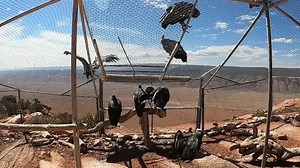 California condors are finally free.