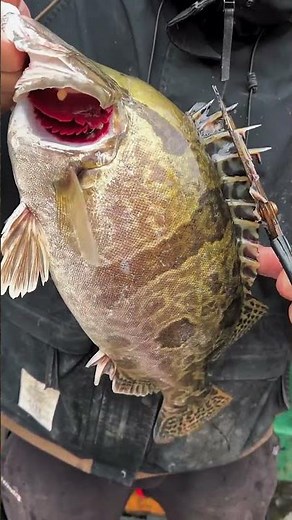 How To Survive in Antarctica - Fishing 🐠