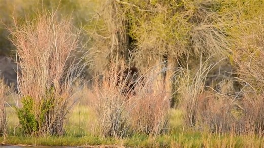 We should rate cars by moosepower instead of horsepower. 🫎 Despite their size, moose are surprisingly strong swimmers, perfectly at home in the water. Their long, powerful legs enable them to wade into rivers, lakes and wetlands. Video by Tom Koerner / U.S. Fish and Wildlife Service | U.S. Department of the Interior