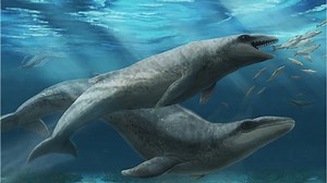 Killer Cutie! Tiny Ancient Whale Had Doe-Eyes but Razor-Sharp Teeth