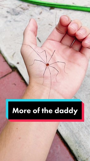 Daddy Long Legs Spider Dance Compilation