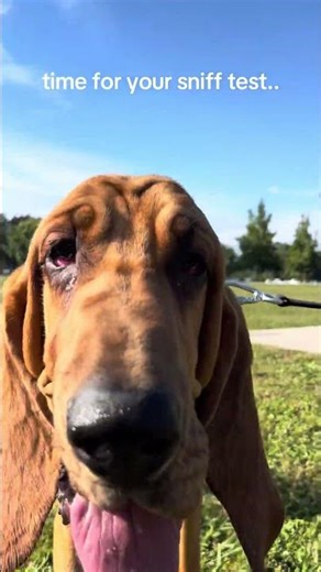 Sniff Test from FPSI