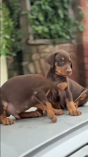 European Doberman Puppy for Sale