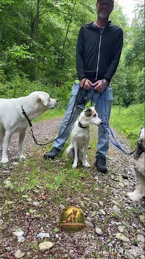 🐾 Dog Daycare Forest Walk🌲| Real Nature Sounds | Jurassic Bark Dog TB