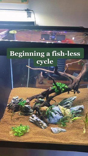 Part one: Beginning a fishless cycle. #fishkeeping #nitrogencycle #fishtank #fishkeeping #fishtok #fishcontent