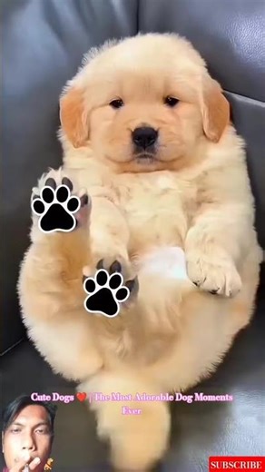 Cute Dogs ❤️ | The Most Adorable Dog Moments Ever #puppy #dogtraining #dogcoach #k9training