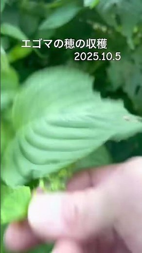 エゴマの穂の収穫2025.10.5