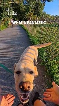 We met a beautiful Labrador Retriever out for a walk! #Labrador #dog