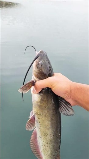 Channel Catfish Lake Poway