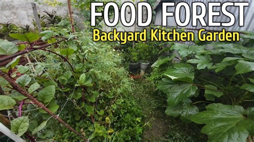 17K views · 332 reactions | Tour sa Aking Food Forest Backyard Kitchen Garden | Agrinihan | Facebook