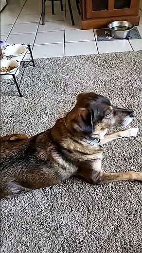 Flea & Tick Prevention with Hartz by Donna