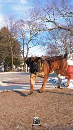 Amazing Behavior Is Built Not Assumed #boerboels #boerboellife #protectiondogs #bigdogs