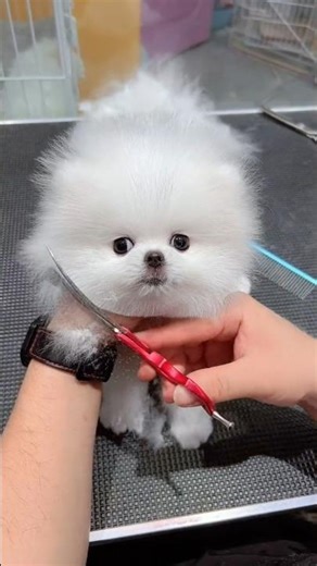 Pomeranian transformation into Teddy🧸 #pomeranian #cutedog #toypom #cute #shorts