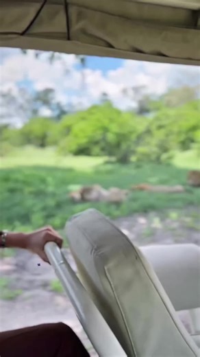 Encounter with Four Majestic Adult Male Lions