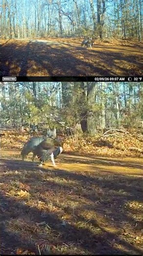 Coyote is eating good tonight!