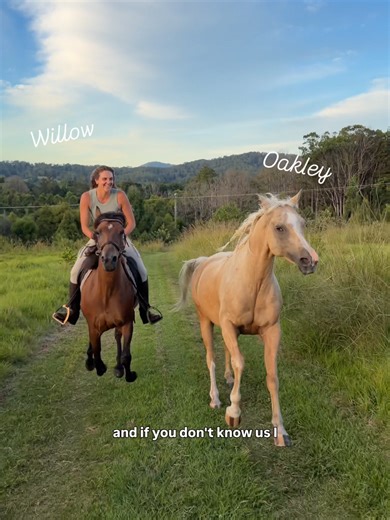 Understanding Proper Horse Care: What Not to Do