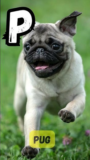 🐶 ABC Dog Breeds Song for Kids | A to Z Dog Names Phonics Song | UZR Learning #shorts