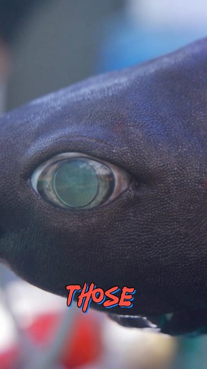 Finding An Alien Shark In Japan #happy #shorts #fbreels #funny #animals #survival | Digganorel