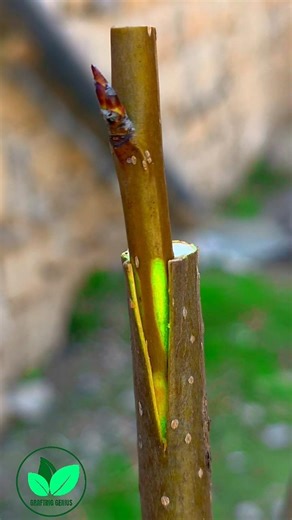 Easy grafting techniques for fruit plant grafting in spring | Tree grafting #nature #shorts #bonsai