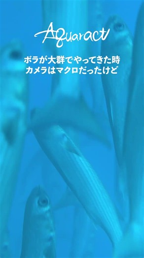 ボラの大群が自分の周りを回り出したのでマクロレンズで撮影してみた！#ダイビング #水中撮影 #underwaterworld #diving